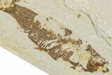 Two Detailed Fossil Fish (Knightia) - Wyoming #234208-2